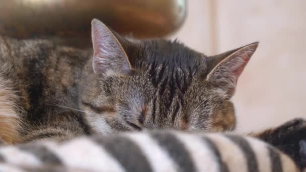 Grey striped kitten sleeps jerking ear on comfortable pillow — Stock Video