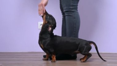 Eğitmen odada akıllı dachshund köpek topuğu komutu öğretiyor.