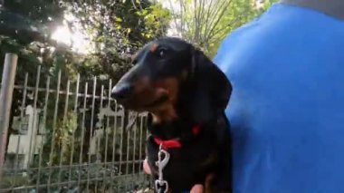 İtaatkar bir köpek, tehlikeli bölgelerden geçmek için onu kollarına almış. Adam, tasmalı şirin bir köpek yavrusunu yürüyüşe çıkardı. Yaklaş.