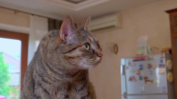 Striped cat with green eyes licks paw cleans fur in kitchen — Stock Video
