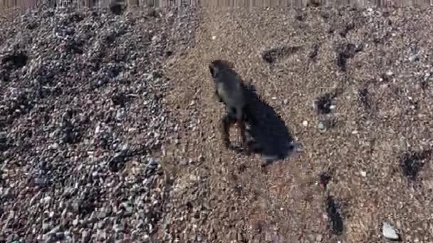 Маленький смешной черный такса щенок прогулки по галечному пляжу — стоковое видео