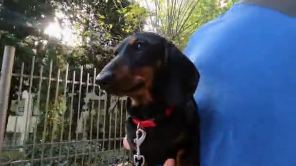 La persona ha preso il cane obbediente in armi per portarlo attraverso area pericolosa sulla strada. Uomo ha tirato fuori carino bassotto cucciolo indossando collare con guinzaglio per una passeggiata, da vicino — Video Stock