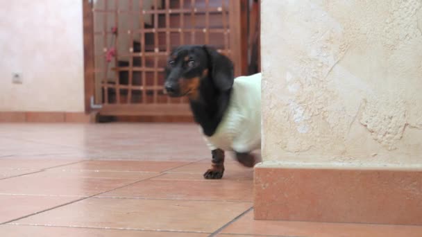 Komik Dachshund köpeği köşeden bakar ve saklanır. — Stok video