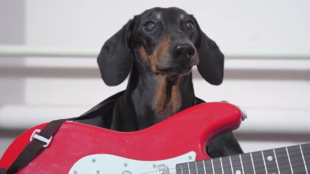 Αστείος σκύλος Dachshund με μπάσο κιθάρα γαβγίζει σε light room — Αρχείο Βίντεο