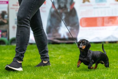 İtaatkar dachshund köpek yavrusu tasmalı yeşil çimenlerin üzerinde uluslararası ya da yerel köpek gösterilerindeki yarışmalara katılıyor. Sahibi ile evcil hayvan yürüyüşü