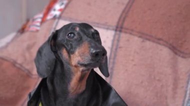 Dachshund köpeği sarı tişörtlü, ekose kabuklu.