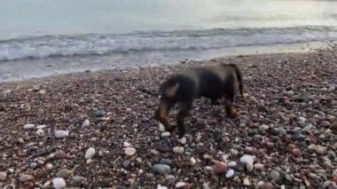 Küçük dachshund köpek yavrusu renkli çakıl taşlarının etrafında dolaşıyor.