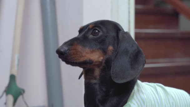 Divertente Dachshund cucciolo con le orecchie appese guarda in alto nella stanza — Video Stock