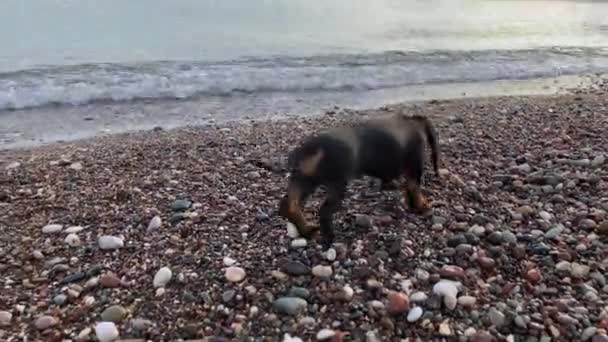 Pequeno cachorro dachshund vagueia em torno de seixos coloridos — Vídeo de Stock