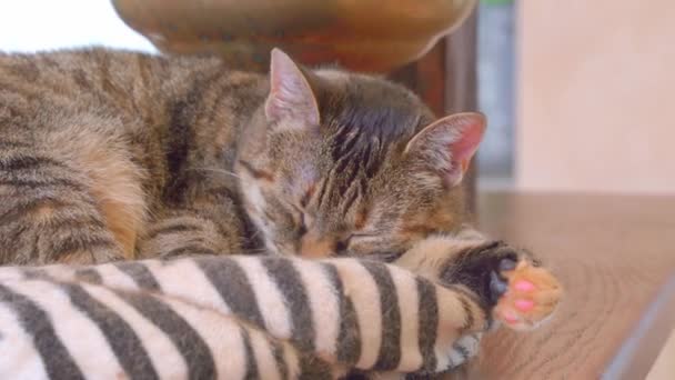 Kitten awakes and stares lying on comfortable pet pillow — Stock Video