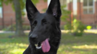 Pembe dilli meraklı siyah çoban köpeği güneşli bahar parkındaki çimlerin üzerinde oturan kameraya bakar..