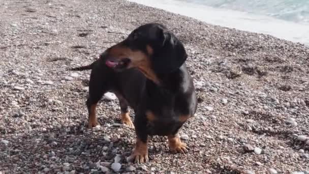 Besitzerin nähert sich lustigem Dackel, der fröhlich mit dem Schwanz wedelt, um Hund zu kratzen und Rücken zu massieren. Nachdem das Haustier abgeschüttelt ist, hängt der Welpe daneben. Gemeinsamer Spaziergang am Strand — Stockvideo