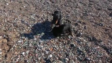 Siyah ve kahverengi dachshund köpekleri küçük gri çakıl taşlarında oynarlar.