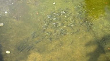 Küçük balıklar sığ sularda parlak güneş ışığını yansıtır.