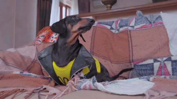 Dachshund perro rock-n-roll ventilador de la música se escapa de viejo sofá — Vídeo de stock