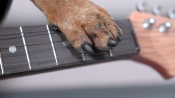 Dachshund speelt muziek op basgitaar tijdens de repetitie in de kamer — Stockvideo