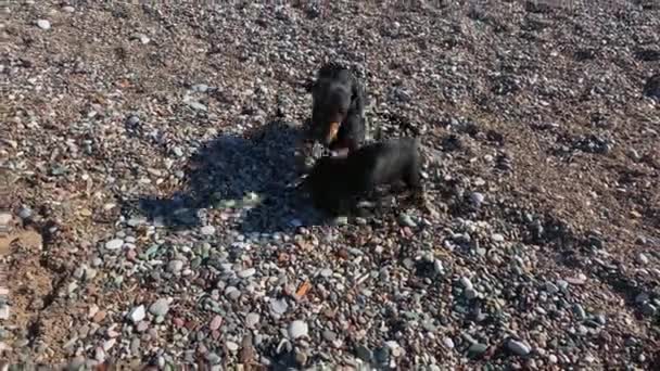 Black and brown dachshund puppies play on small grey pebble — Stock Video