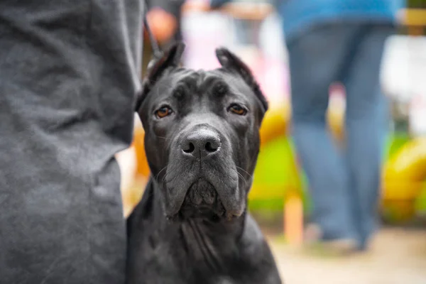 Porträt eines jungen Corso-Hundes, der neben seinem Besitzer auf der Straße sitzt, während eines Spaziergangs, verschwommener Hintergrund. Fügsame Haustier gehorsam wartet oder bewacht Person, Nahaufnahme, Frontansicht. — Stockfoto