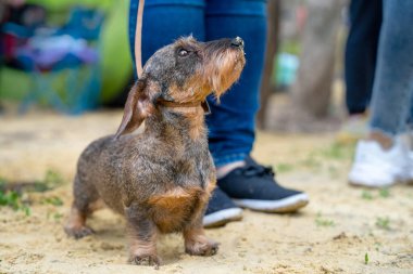 Tel saçlı Dachshund köpeğinin tasması parkta sahibinin yanında yürüyor.