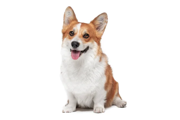 Lovely Welsh corgi Pembroke or cardigan obediently sits and looks up, begging for something from owner or learning new command, isolated on white background, front view, copy space for advertising — Stock Photo, Image