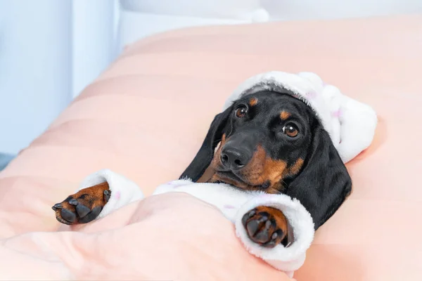 O dachshund do bebê no pijama morno engraçado com chapéu encontra-se sob o cobertor que vai dormir. repouso na cama durante a doença — Fotografia de Stock
