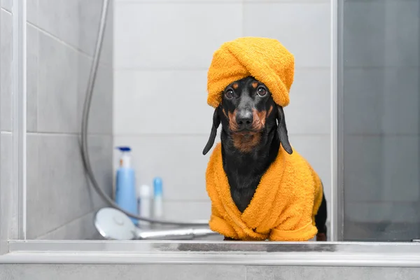 Adorable cachorro salchicha en albornoz amarillo y con toalla envuelta alrededor de su cabeza como un turbante se para en la ducha después de bañarse. Procedimientos higiénicos diarios —  Fotos de Stock