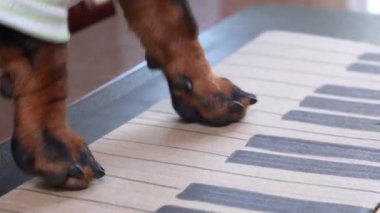 Dachshund öğrencisi kağıt klavyeyle piyano çalmayı öğreniyor.