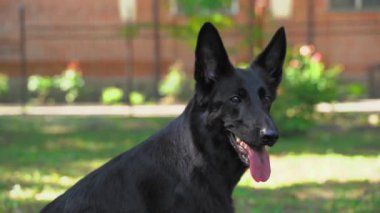 Kara çoban köpeği çimlere yakın otururken kameraya bakar.