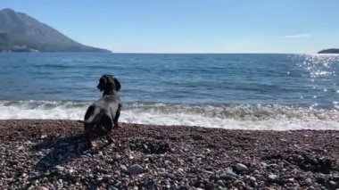 Kara dachshund köpeği gri çakıl taşının üzerinde duruyor denize karşı