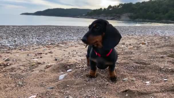 Cão dachshund engraçado fica na praia de seixos contra o mar — Vídeo de Stock