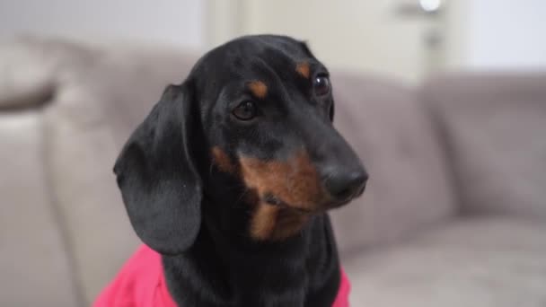 Zwarte teckel hond in roze t-shirt wonders zitten op de bank — Stockvideo