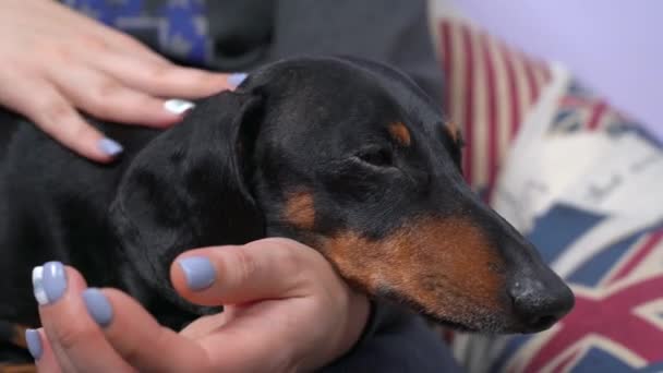 Mujer golpes divertido perro dachshund cerca de la pared púrpura — Vídeos de Stock