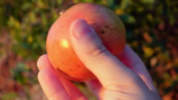 Personen har plockat frukt från trädet så grenen svänger i bakgrunden. Personen vänder granatäpple i handen upplyst av solen, kollar hur moget det är, närbild — Stockvideo