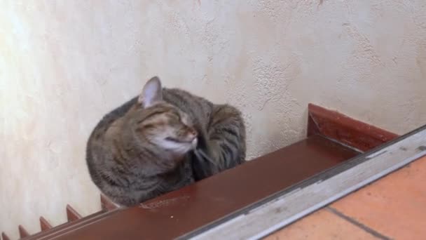 Tabby gato arranhões orelha e olha em volta sentado no degrau — Vídeo de Stock