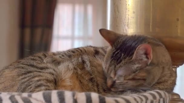 Очаровательная кошка чистит мех на груди на подушке рядом с самоваром. — стоковое видео