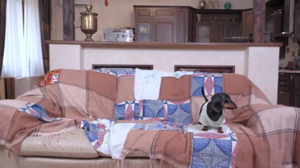 Dachshund hond staat op de bank met oude ruitjes in de keuken — Stockvideo