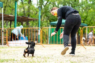 Yürüyüş sırasında tasmalı komik bir köpek yavrusu sahibinden tasma takıyor, arkadan görüşü var. İtaatkar bir evcil hayvanı köpek gösterisinde oynaması için eğitir.