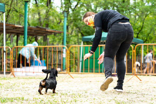 Funny dachshund puppy wearing collar with leash runs with owner during a walk, view from the back. Handler trains obedient pet to perform at dog show