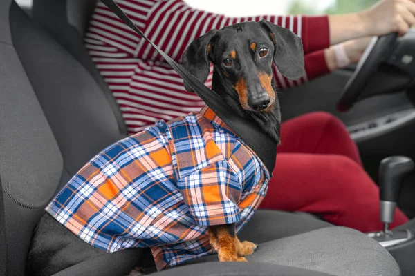 Dachshund in shirt met veiligheidsgordel zit in de buurt van eigenaar in auto — Stockfoto