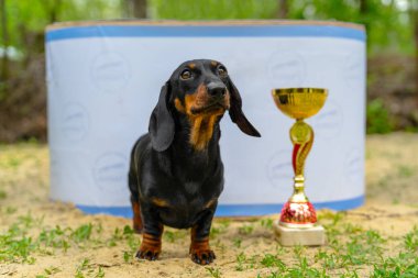 Köpek yarışmasını kazandığı için ödül töreninde sevimli itaatkar dachshund köpeği, altın kupa, ön manzara. Evcil hayvanlar için uluslararası ya da yerel şampiyonluk