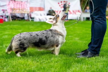 Tasmalı Cardigan Welsh Corgi köpek şovunun sahibine bakıyor.
