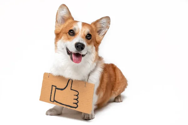 Playful Pembroke Welsh Corgi with like on cardboard sign — Stock Photo, Image