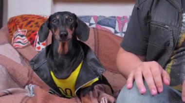 Dachshund köpeği deri ceketli, ve yanındaki sahibi kanepede oturarak dans ediyor, ön manzara. Arkadaşlar birlikte çok eğleniyorlar.