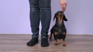 Amirler akıllı dachshund köpeğine eğitim sırasında beklemeyi öğretiyor. Kapatın. Komutanın farklı taraflardan yürütüldüğünü gösteriyorlar. Kişi ödül olarak olumlu destek verir..