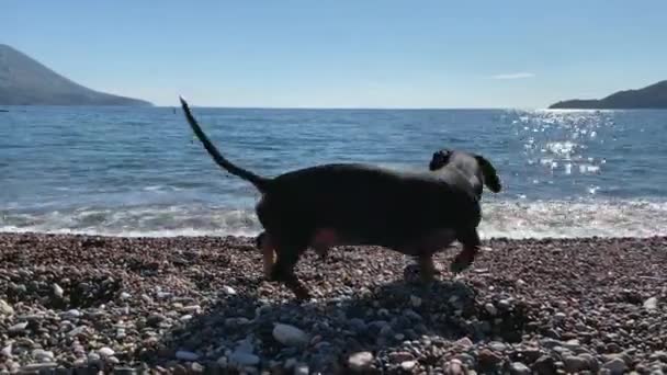 Leuke teckel hond loopt langs het strand in de buurt van de zee en snuift steentjes. Aangename zonnige dag aan de kust, schittering van de zon op het wateroppervlak, prachtig landschap — Stockvideo