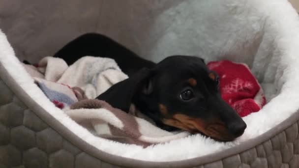 Pequeño perro salchicha con grandes ojos marrones y orejas negras — Vídeos de Stock