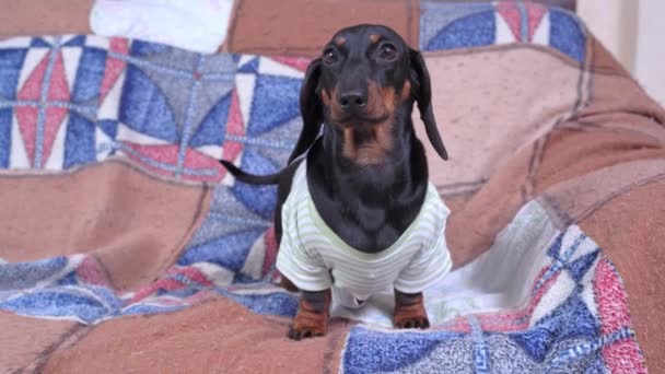 Dachshund hond in t-shirt staat op de bank met oude ruitjes — Stockvideo