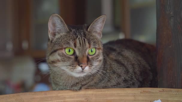 Tabby γάτα με πράσινα μάτια κοιτάζει κάθεται σε ξύλινο ράφι — Αρχείο Βίντεο
