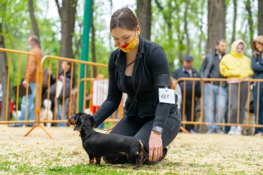 Yüzüne koruyucu bir tıbbi maske takan kadın idareci, salgın sırasında köpek şovunda itaatkar bir dachshund köpeği konumuna getiriyor.