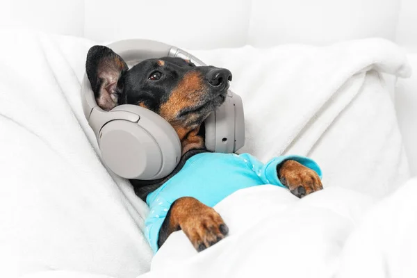 Tax dog i pyjamas i trådlösa hörlurar lyssnar och njuter av musik liggande i sängen hemma — Stockfoto